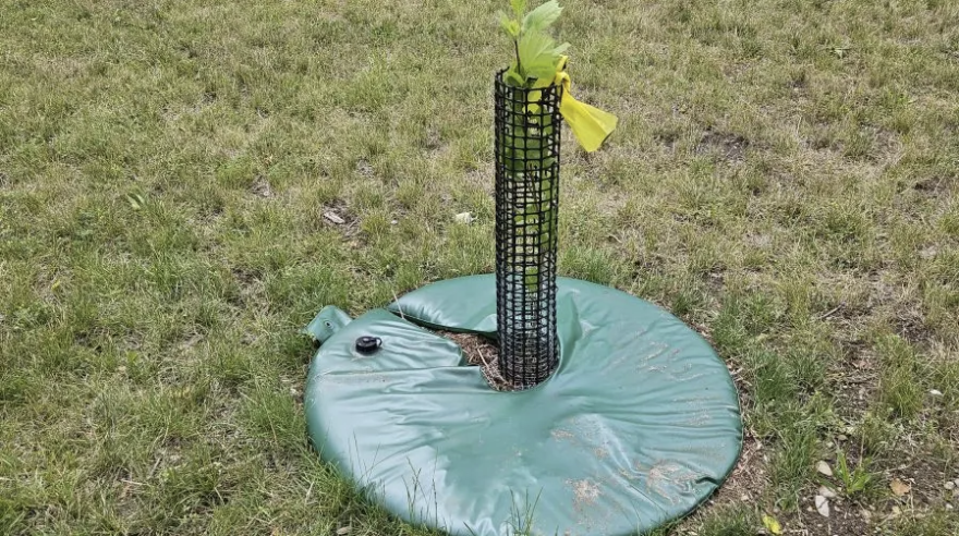 To the moon and back, one sycamore's journey to Traverse City